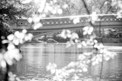 Bow Bridge and Leaves, Black and White, Central Park, 2010.