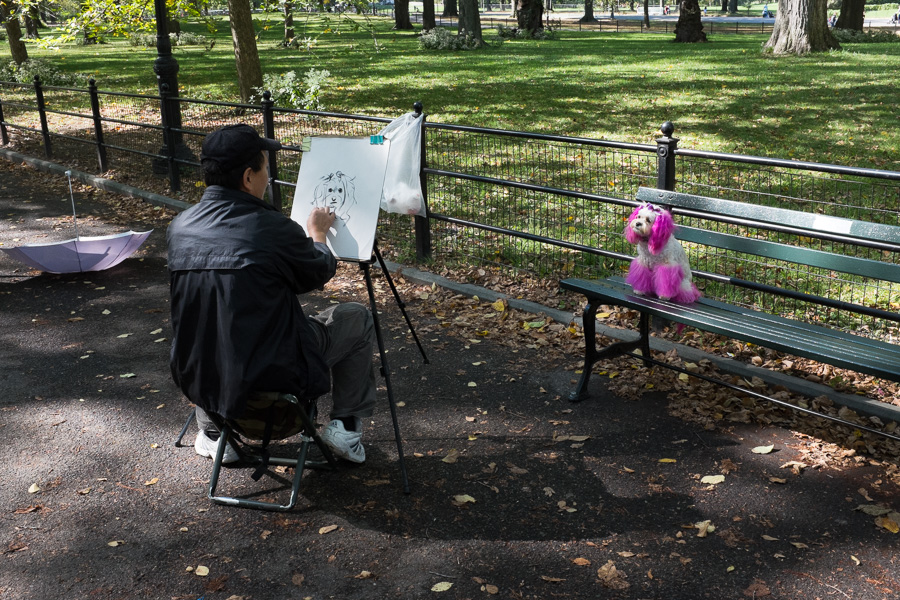 Pink Dog, Central Park, 2014.
