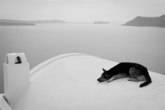 Dog, Santorini, Greece, 2005.