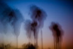 Palm Trees in Motion, Los Angeles, 2007.