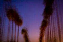 Palm Trees in Motion #2, Los Angeles, 2007.
