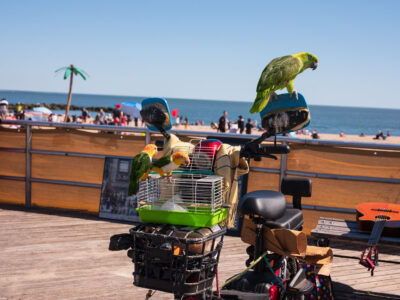 Coney Island Parrots, 2023