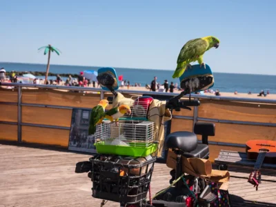Coney Island Parrots, 2023