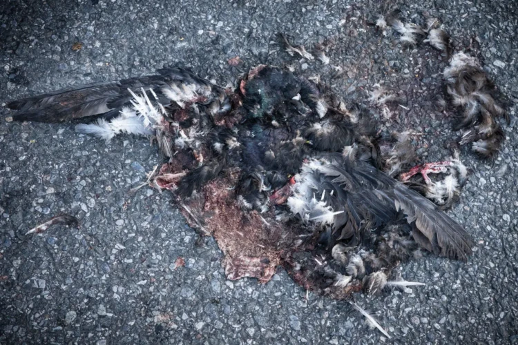 Smashed Pigeon, Sunset Park, 2022