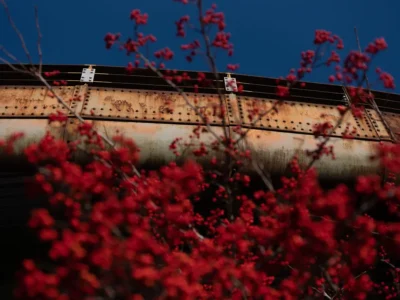 Red Berries and Highway, Sunset Park, 2021