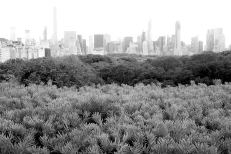 Central Park from Metropolitan Rooftop, 2017