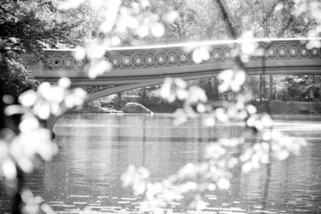 Bow Bridge & Leaves (B&W), 2010