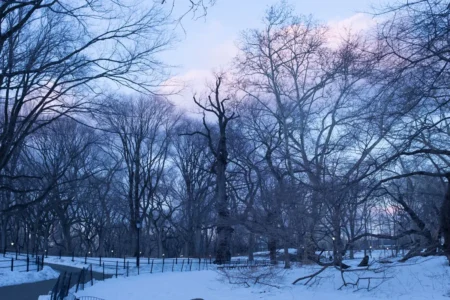 Coldest Day of the Year, Central Park, 2015