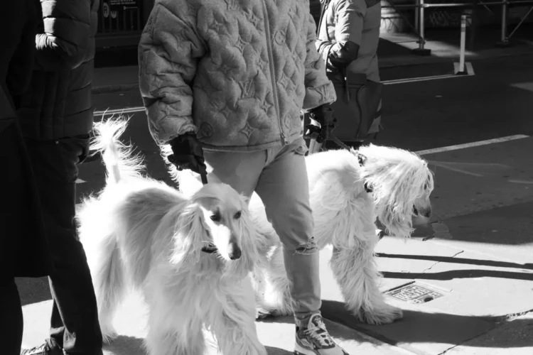 Dogs and Louis Vuitton Jacket, Prince & Broadway, 2020