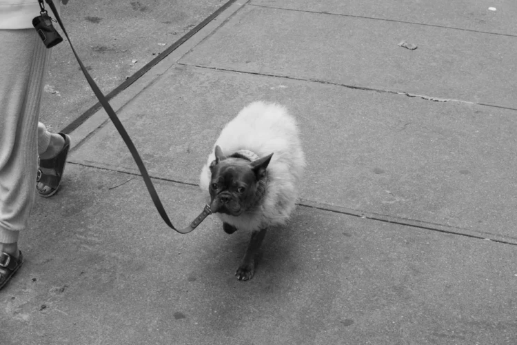 Fluffy Dog, SoHo, 2021