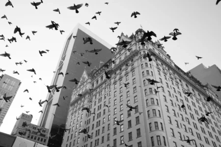 Pigeons & Plaza Hotel, 2012