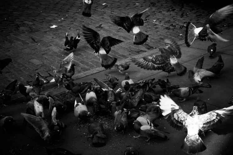 Pigeons Feeding, Greene Street, 2019