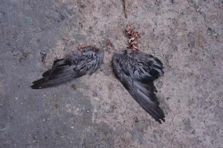 Pigeon Wings, 2020