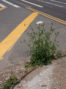 Street Detail, Downtown Brooklyn, 2021