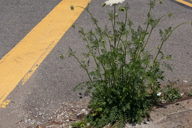 Street Detail, Downtown Brooklyn, 2021