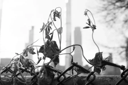 Supertall & Leaves, Central Park, 2021