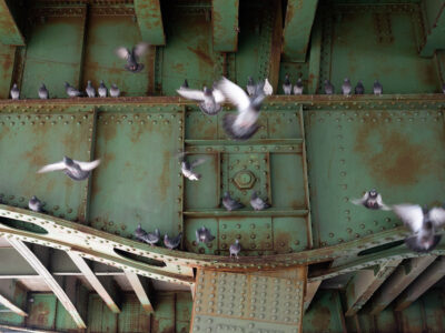 Pigeons Under the 3rd Ave Highway, Sunset Park, 2021