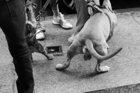 Balls, Greene Street, 2024