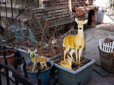 Deer, Sunset Park, 2021