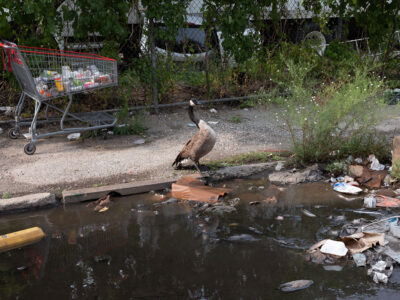 Goose & Shopping Cart, Sunset Park, 2021